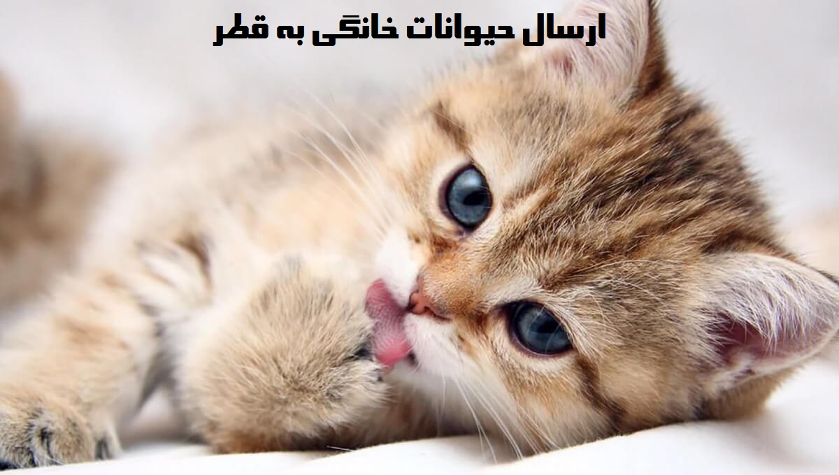 ارسال حیوانات خانگی به قطر