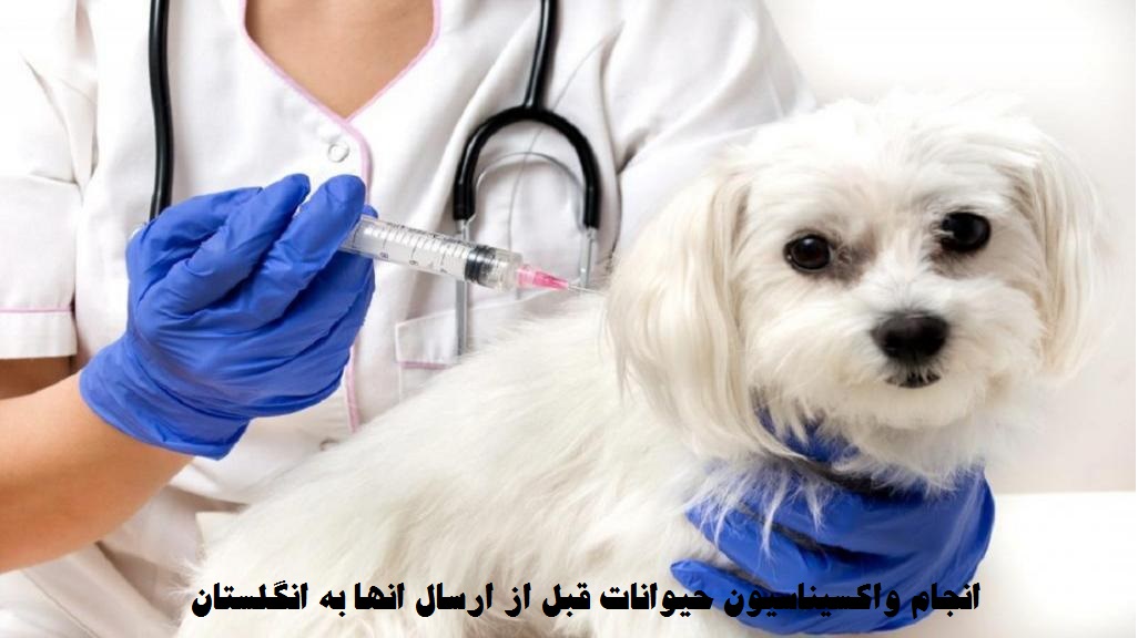 واکسیناسیون حیوانات خانگی