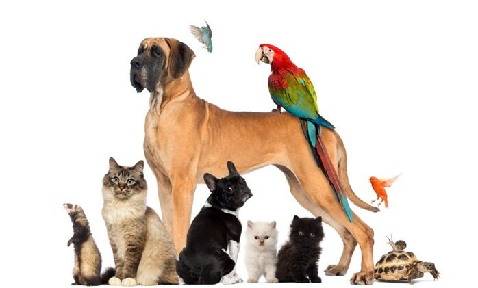 ارسال حیوانات خانگی به روسیه