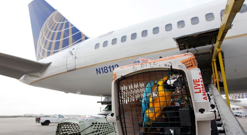 ارسال حیوانات خانگی به خارج از کشور